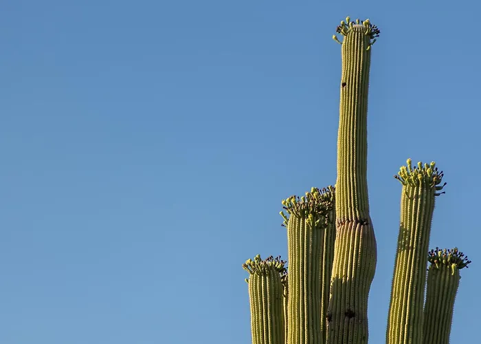 Casa Catalina Tucson